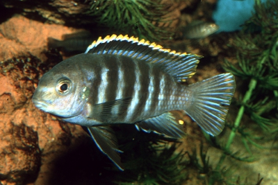 Tropheops gracilior Cichlidae