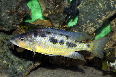 Sciaenochromis gracilis Cichlidae