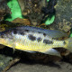 picture of Sciaenochromis gracilis