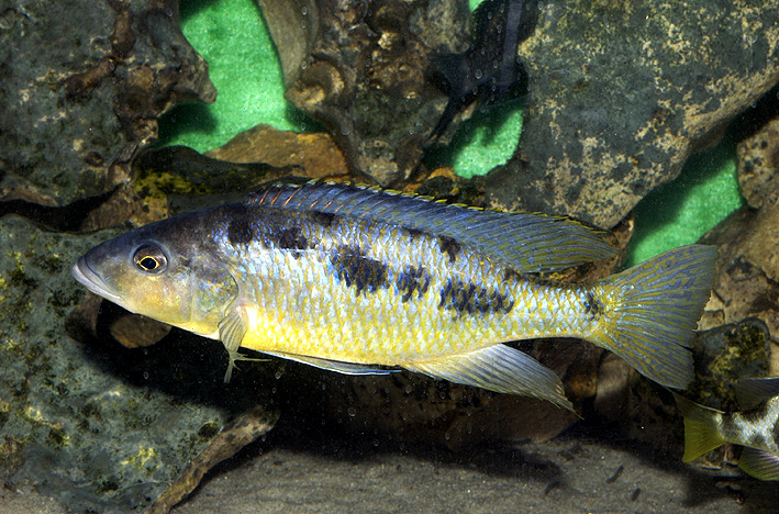 Sciaenochromis gracilis