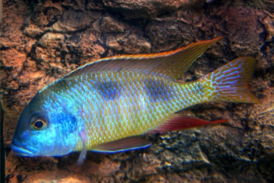 Tramitichromis intermedius Cichlidae