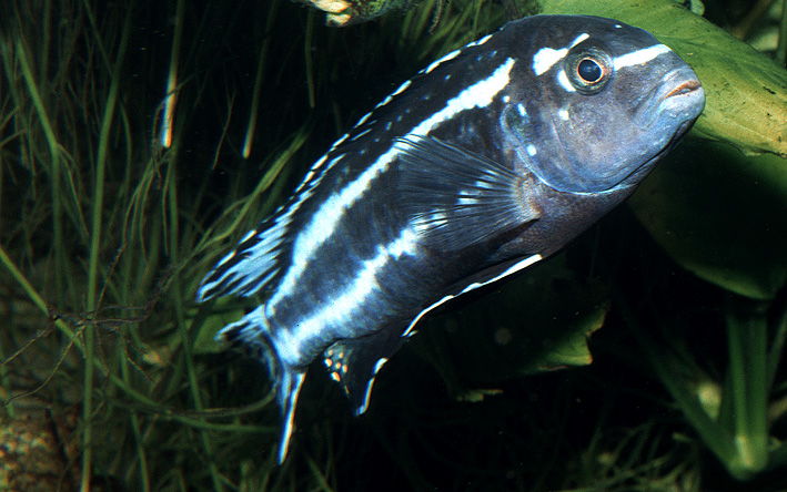 Pseudotropheus johannii