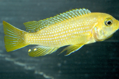 Solid Orange Cichlidae