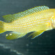 picture of Pseudotropheus sp. Kingsizei Lupingu