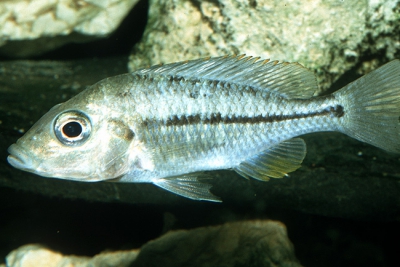 Protomelas kirkii Cichlidae