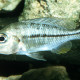 picture of Protomelas kirkii