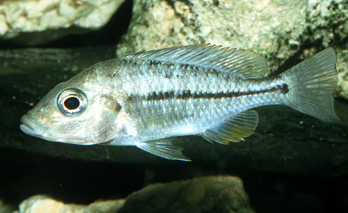 Protomelas kirkii