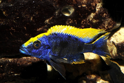 Otopharynx lithobates Cichlidae
