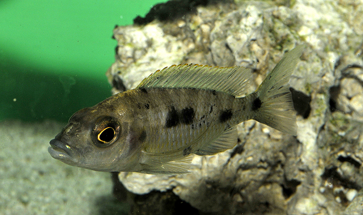 Otopharynx lithobates