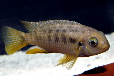 Tropheops macrophthalmus Kirondo Cichlidae