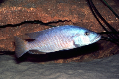 Tyrannochromis macrostoma Cichlidae