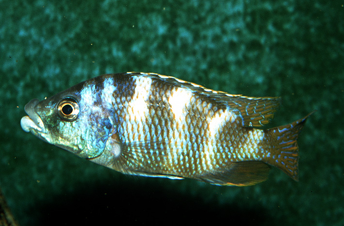 Placidochromis milomo