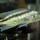 picture of Champsochromis spilorhynchus