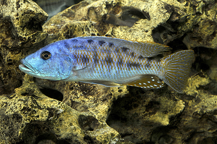 Tyrannochromis nigriventer