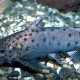 picture of Synodontis njassae