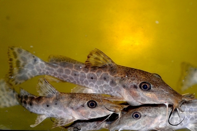 Auchenoglanis occidentalis Claroteidae