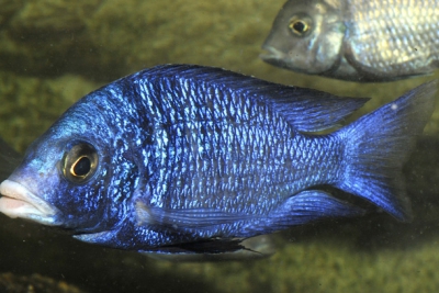 phenochilus Mdoka Cichlidae