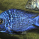 picture of Placidochromis phenochilus Mdoka