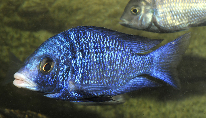 Placidochromis phenochilus Mdoka