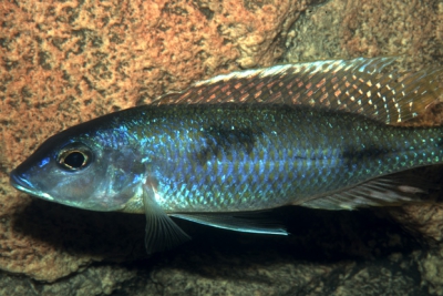 Stigmatochromis pleurospilus Cichlidae