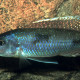 picture of Stigmatochromis pleurospilus