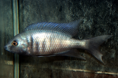 Otopharynx selenurus Cichlidae