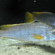 picture of Pseudotropheus sp. Acei Luwala