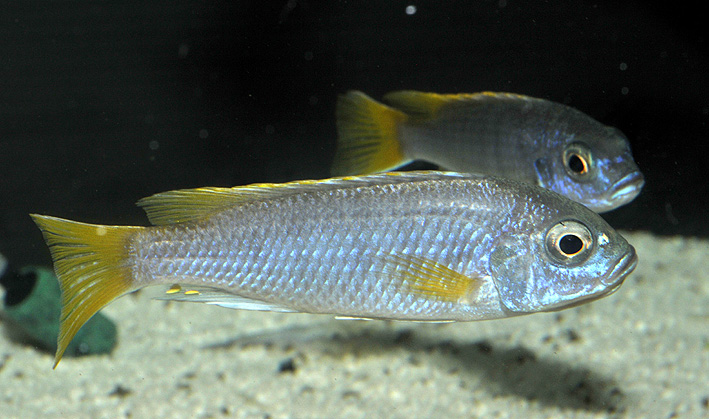 Pseudotropheus sp. Acei Luwala