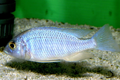 Placidochromis sp. Blue Hongi
