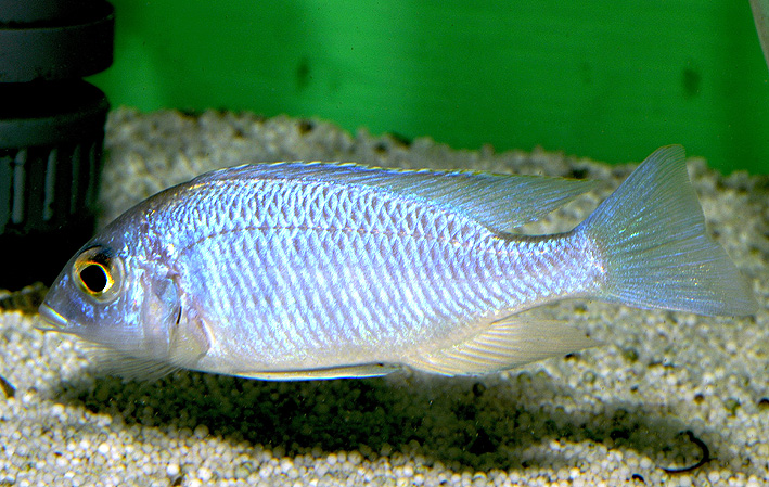 Placidochromis sp. Blue Hongi