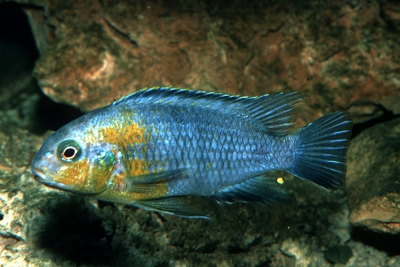 Tropheops sp. Yellow Cheek Cichlidae