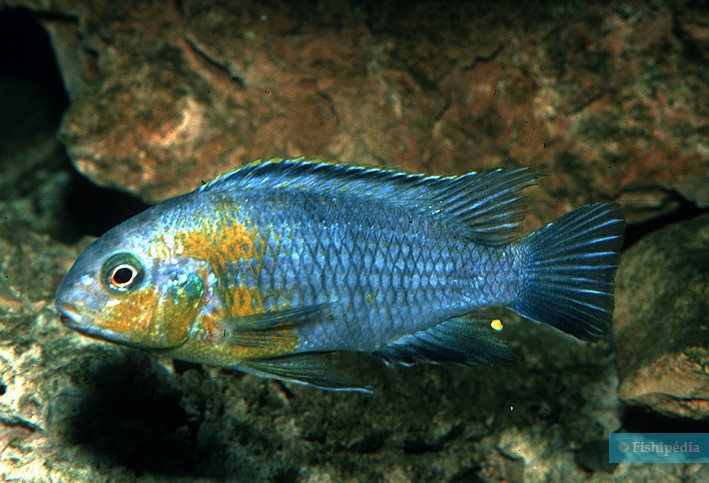 Tropheops sp. Yellow Cheek