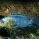 picture of Tropheops sp. Yellow Cheek