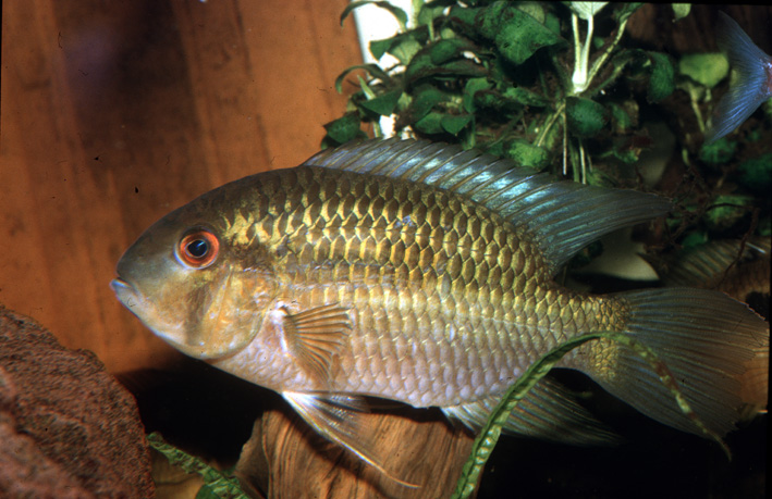 Krobia aff. guianensis
