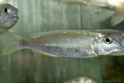 Mylochromis sp. Torpedo Blue Tanzanie Cichlidae