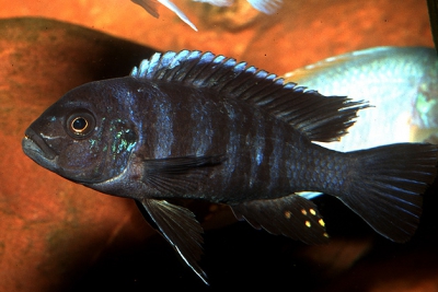 Maylandia sp. Dolphin