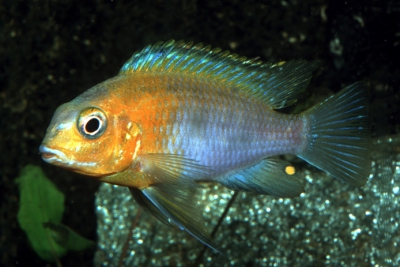 Tropheops sp. Red Cheek Cichlidae