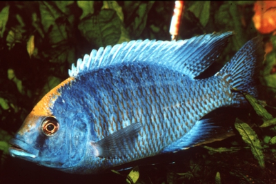 Protomelas spinolotus Mbenji Cichlidae