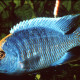 picture of Protomelas spinolotus Mbenji