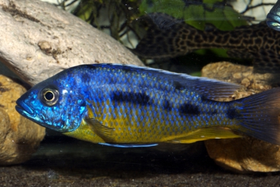 Protomelas sp. "Steveni" Cichlidae