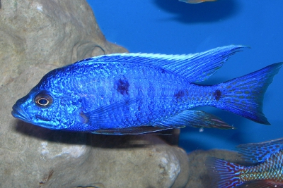 Otopharynx tetraspilus Cichlidae