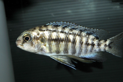 Tropheops sp. Tiger Olive Cichlidae