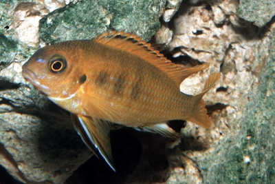 Tropheops sp. Ruawe Cichlidae
