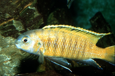 Tropheops sp. Red fin Cichlidae