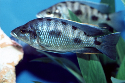 Otopharynx walteri Nakatenga Cichlidae
