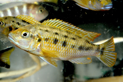 Pseudotropheus williamsi Cichlidae