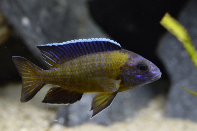Steveni Cichlidae