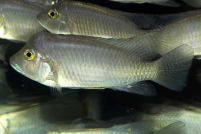 Ctenochromis polli Cichlidae