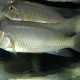 picture of Ctenochromis polli