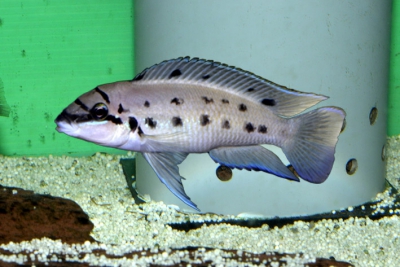 Chalinochromis sp. Ndobhoi Karilani